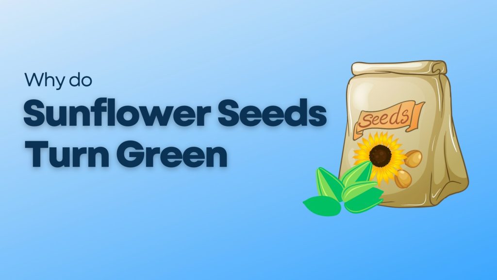 Why do sunflower seeds turn green